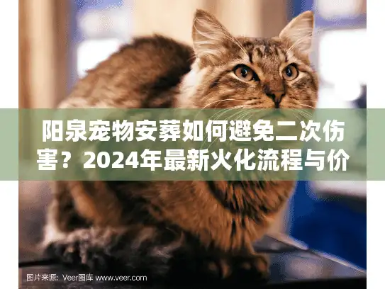 阳泉宠物安葬如何避免二次伤害？2024年最新火化流程与价格明细