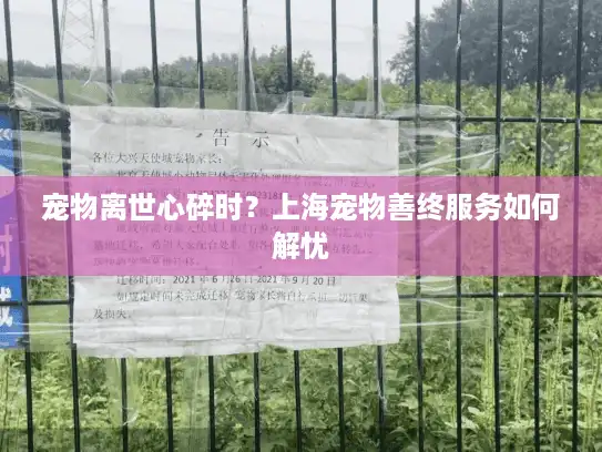 宠物离世心碎时？上海宠物善终服务如何解忧