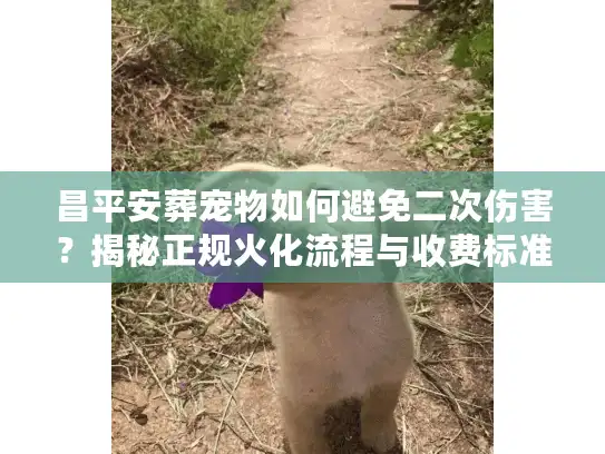 昌平安葬宠物如何避免二次伤害？揭秘正规火化流程与收费标准