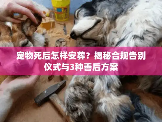 宠物死后怎样安葬？揭秘合规告别仪式与3种善后方案