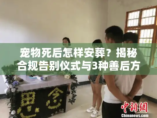 宠物死后怎样安葬？揭秘合规告别仪式与3种善后方案