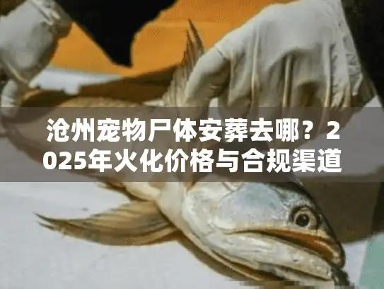 沧州宠物尸体安葬去哪？2025年火化价格与合规渠道揭秘