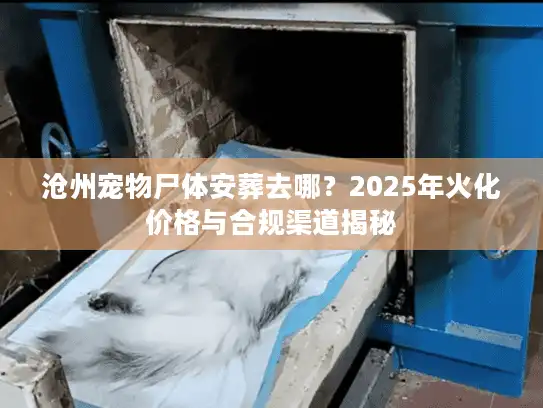 沧州宠物尸体安葬去哪？2025年火化价格与合规渠道揭秘