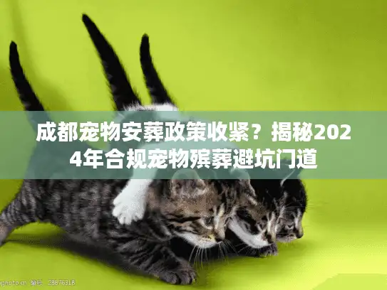 成都宠物安葬政策收紧？揭秘2024年合规宠物殡葬避坑门道