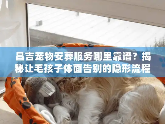昌吉宠物安葬服务哪里靠谱？揭秘让毛孩子体面告别的隐形流程