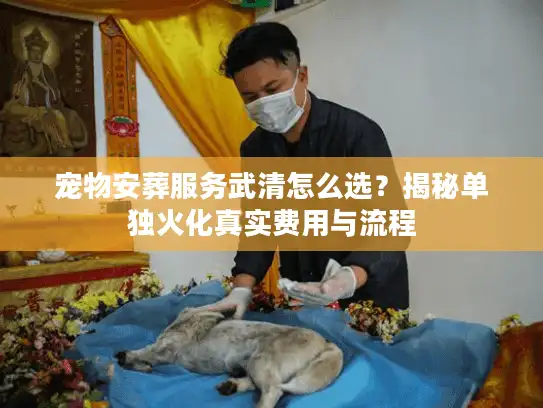 宠物安葬服务武清怎么选？揭秘单独火化真实费用与流程