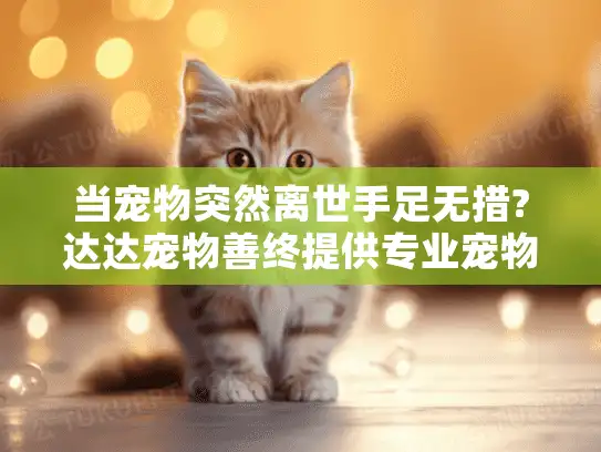 当宠物突然离世手足无措?达达宠物善终提供专业宠物殡葬服务