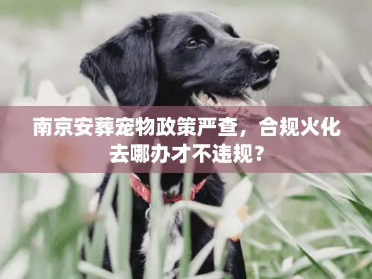 南京安葬宠物政策严查，合规火化去哪办才不违规？