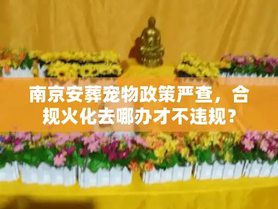 南京安葬宠物政策严查，合规火化去哪办才不违规？