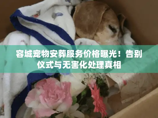 容城宠物安葬服务价格曝光！告别仪式与无害化处理真相
