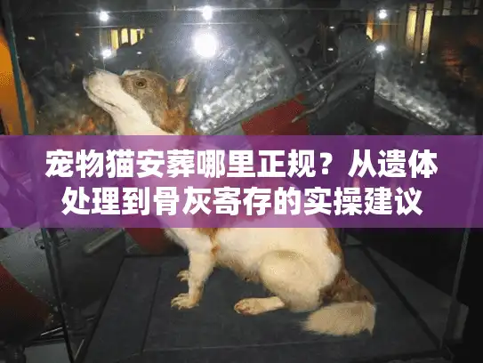 宠物猫安葬哪里正规？从遗体处理到骨灰寄存的实操建议