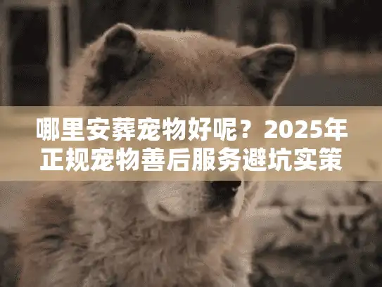 哪里安葬宠物好呢？2025年正规宠物善后服务避坑实策