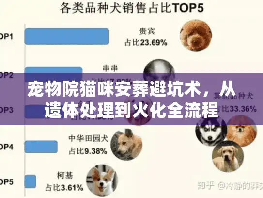 宠物院猫咪安葬避坑术，从遗体处理到火化全流程