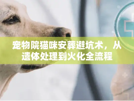 宠物院猫咪安葬避坑术，从遗体处理到火化全流程