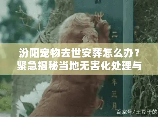 汾阳宠物去世安葬怎么办？紧急揭秘当地无害化处理与告别仪式
