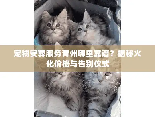 宠物安葬服务青州哪里靠谱？揭秘火化价格与告别仪式