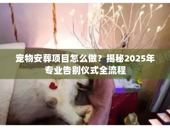 宠物安葬项目怎么做？揭秘2025年专业告别仪式全流程