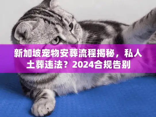 新加坡宠物安葬流程揭秘，私人土葬违法？2024合规告别