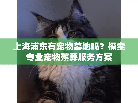 上海浦东有宠物墓地吗？探索专业宠物殡葬服务方案