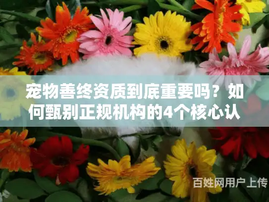 宠物善终资质到底重要吗？如何甄别正规机构的4个核心认证