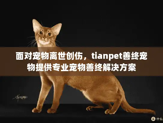面对宠物离世创伤，tianpet善终宠物提供专业宠物善终解决方案
