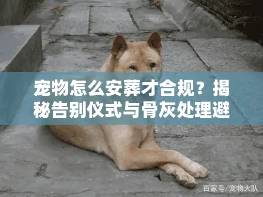 宠物怎么安葬才合规？揭秘告别仪式与骨灰处理避坑门道