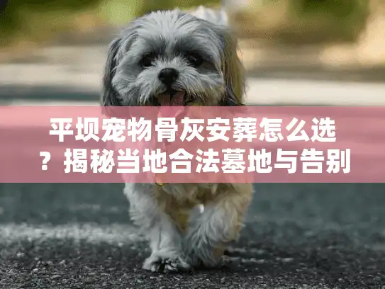 平坝宠物骨灰安葬怎么选？揭秘当地合法墓地与告别避坑实录