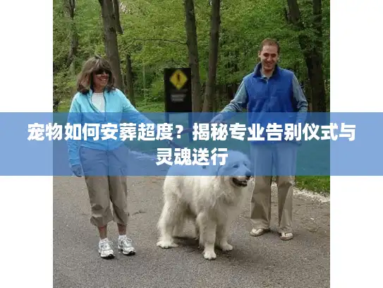 宠物如何安葬超度？揭秘专业告别仪式与灵魂送行