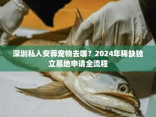 深圳私人安葬宠物去哪？2024年稀缺独立墓地申请全流程