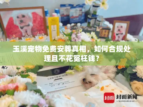 玉溪宠物免费安葬真相，如何合规处理且不花冤枉钱？