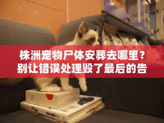 株洲宠物尸体安葬去哪里？别让错误处理毁了最后的告别