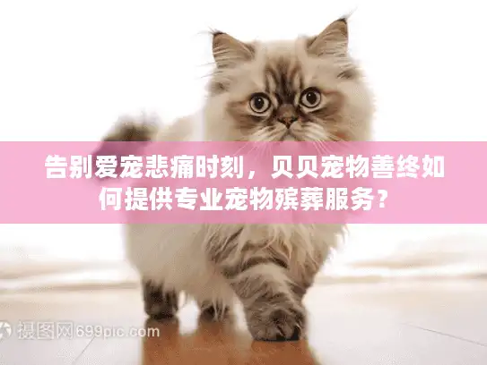 告别爱宠悲痛时刻，贝贝宠物善终如何提供专业宠物殡葬服务？