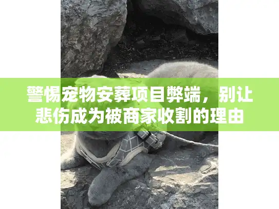 警惕宠物安葬项目弊端，别让悲伤成为被商家收割的理由