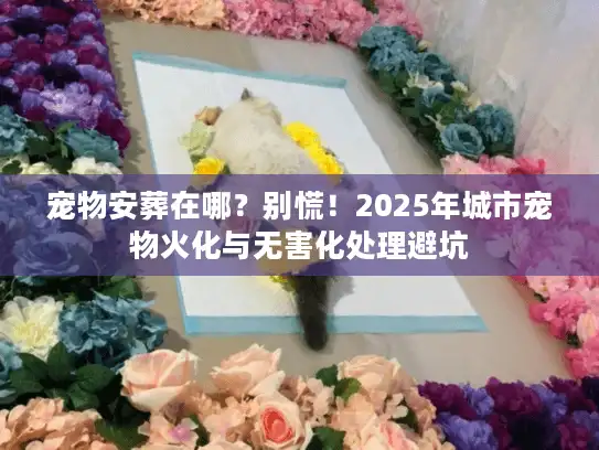 宠物安葬在哪？别慌！2025年城市宠物火化与无害化处理避坑