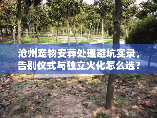 沧州宠物安葬处理避坑实录，告别仪式与独立火化怎么选？