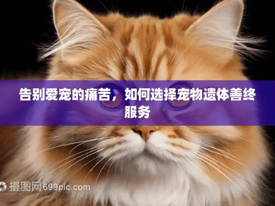 告别爱宠的痛苦，如何选择宠物遗体善终服务