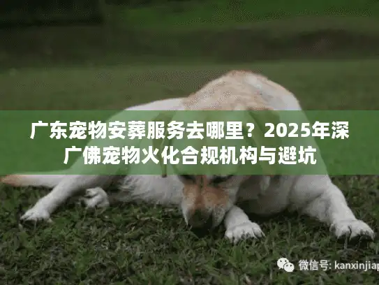 广东宠物安葬服务去哪里？2025年深广佛宠物火化合规机构与避坑