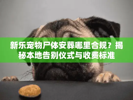 新乐宠物尸体安葬哪里合规？揭秘本地告别仪式与收费标准