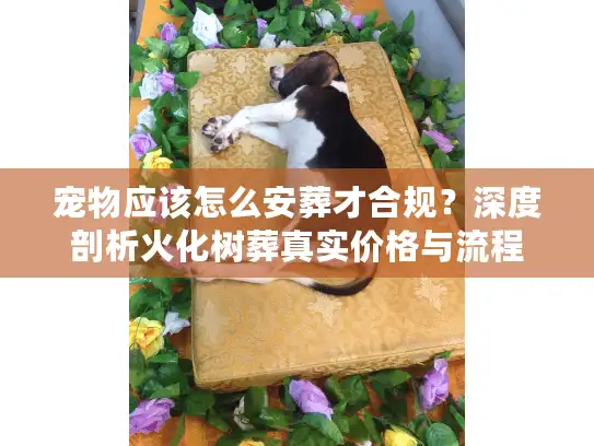 宠物应该怎么安葬才合规？深度剖析火化树葬真实价格与流程