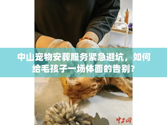 中山宠物安葬服务紧急避坑，如何给毛孩子一场体面的告别？