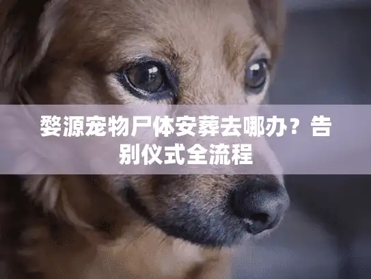 婺源宠物尸体安葬去哪办？告别仪式全流程
