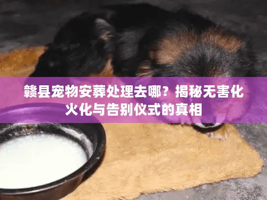 赣县宠物安葬处理去哪？揭秘无害化火化与告别仪式的真相
