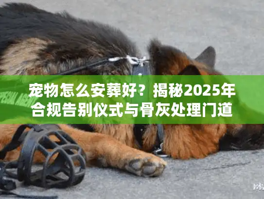 宠物怎么安葬好？揭秘2025年合规告别仪式与骨灰处理门道