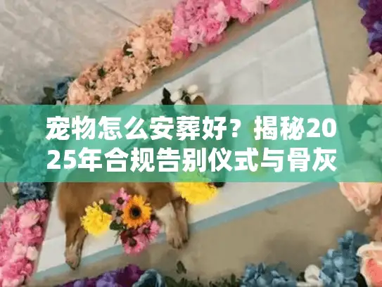 宠物怎么安葬好？揭秘2025年合规告别仪式与骨灰处理门道