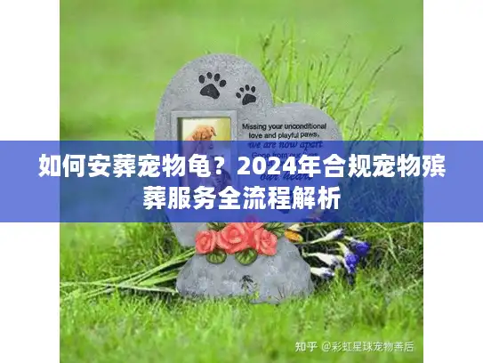 如何安葬宠物龟？2024年合规宠物殡葬服务全流程解析