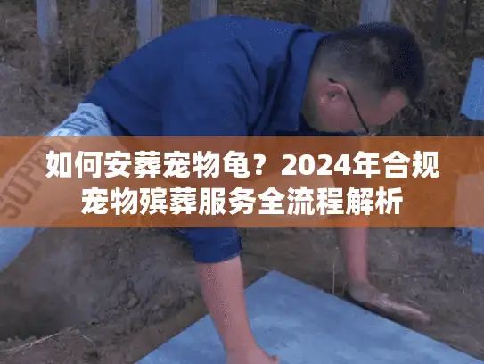 如何安葬宠物龟？2024年合规宠物殡葬服务全流程解析