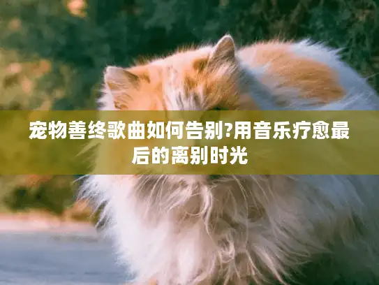 宠物善终歌曲如何告别?用音乐疗愈最后的离别时光
