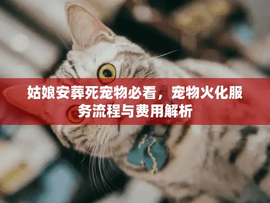 姑娘安葬死宠物必看，宠物火化服务流程与费用解析