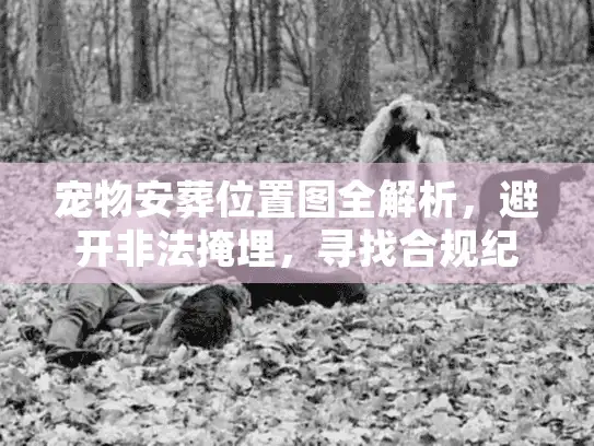 宠物安葬位置图全解析，避开非法掩埋，寻找合规纪念树葬