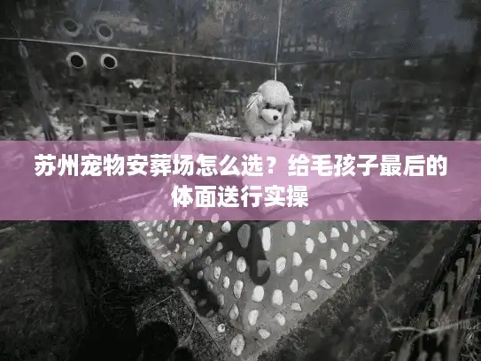 苏州宠物安葬场怎么选？给毛孩子最后的体面送行实操
